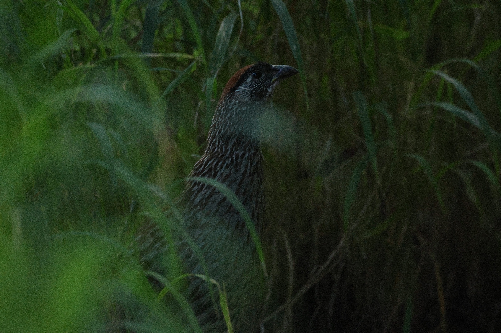 Erckel's Spurfowl (Pternistis erckelii), photo 6