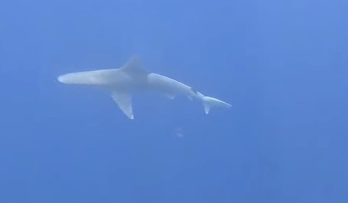 Carcharhinus plumbeus, 2026-05-14