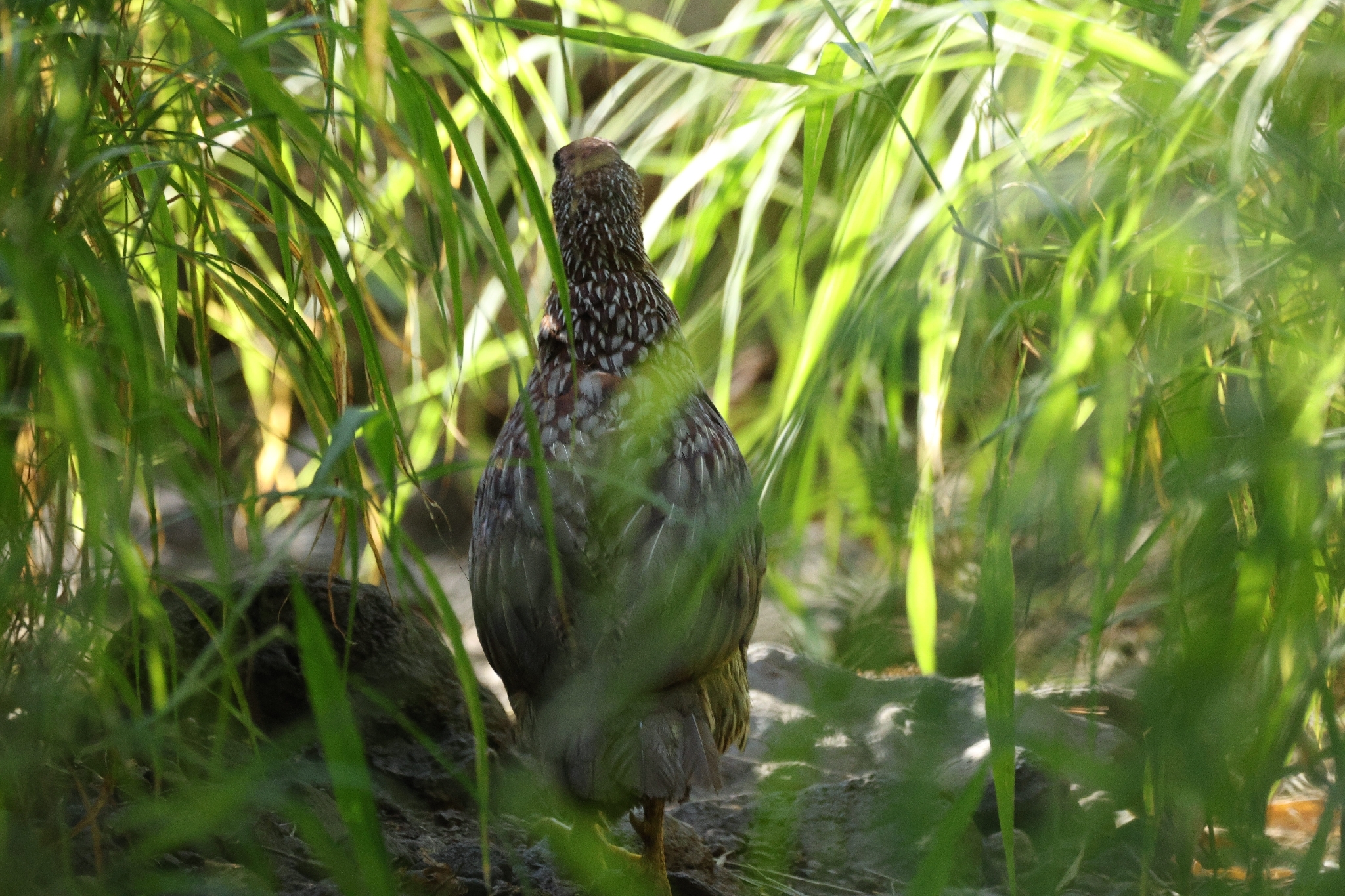 Erckel's Spurfowl (Pternistis erckelii), photo 7
