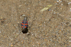 Cicindela sommeri