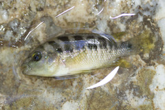 Amphilophus istlanus