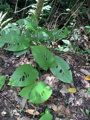Rhaphidophora