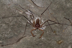 Acanthophrynus coronatus