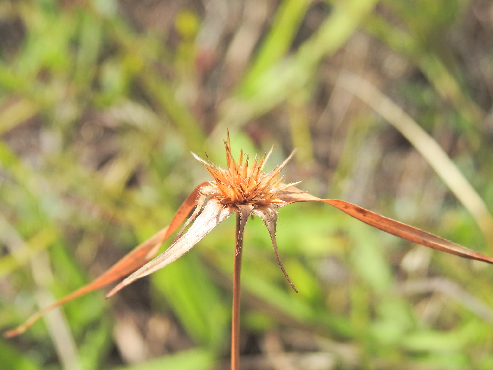 Rhynchospora heterochaeta