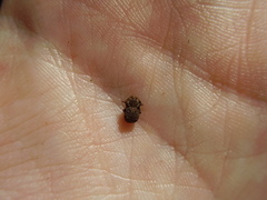 Exohadrus volutithorax