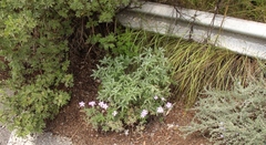 Geranium drakensbergensis