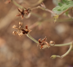 Geranium drakensbergensis