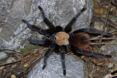 Golden Redrump Tarantula