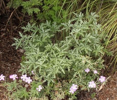 Geranium drakensbergensis