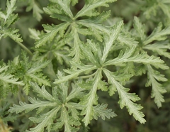 Geranium drakensbergensis