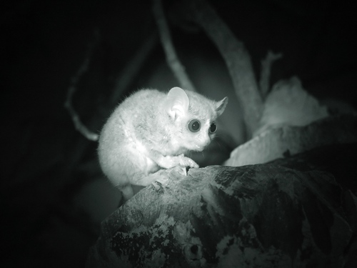 Grey Mouse Lemur