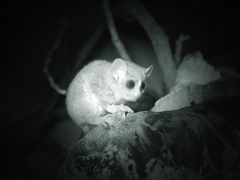 Gray Mouse Lemur photo 4