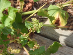 Rumex spinosus