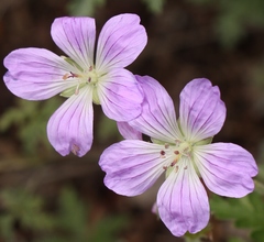Geranium drakensbergensis