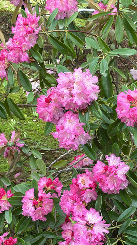 Rhododendron japonoheptamerum iNat (1)