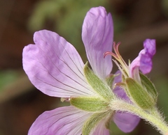Geranium drakensbergensis