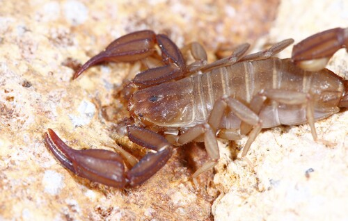 Pseudouroctonus apacheanus