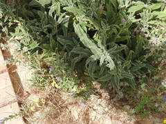 Echium gaditanum