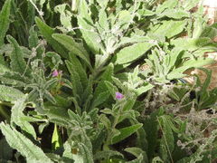 Echium gaditanum