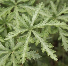 Geranium drakensbergensis