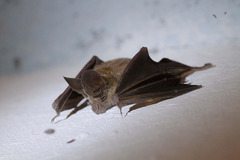 Macrotus waterhousii