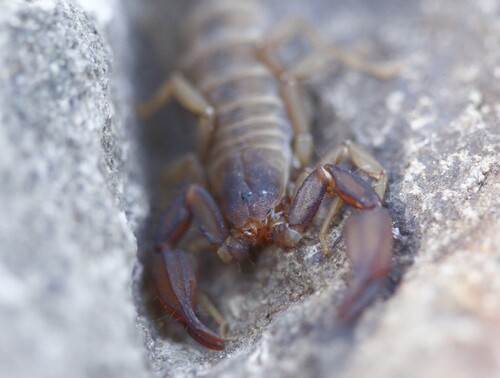 Pseudouroctonus apacheanus