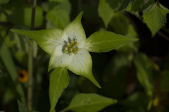 Euphorbia schiedeana