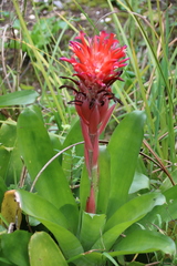 Billbergia pyramidalis