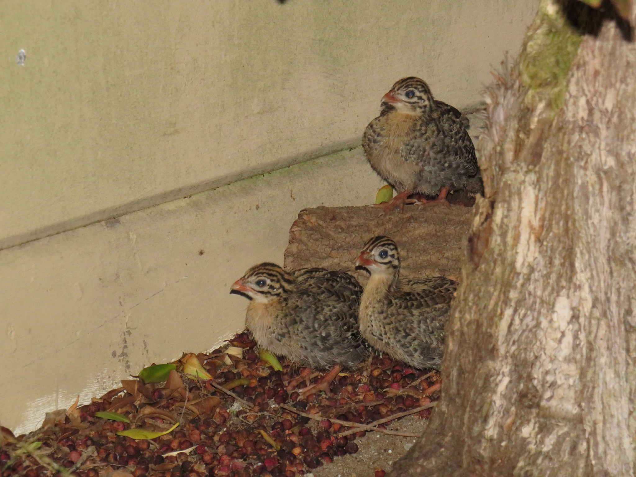 Helmeted Guineafowl (Numida meleagris)