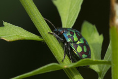 Orsilochides variabilis