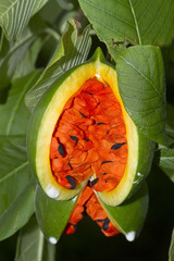 Tabernaemontana glabra