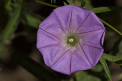 Ipomoea ternifolia