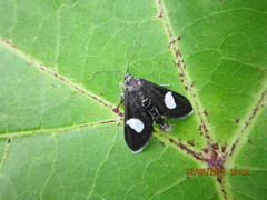 Anania luctualis