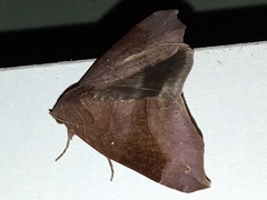 Bastilla hamatilis