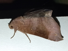 Bastilla hamatilis