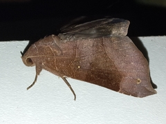 Bastilla hamatilis