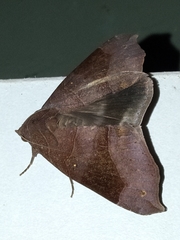 Bastilla hamatilis