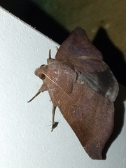 Bastilla hamatilis