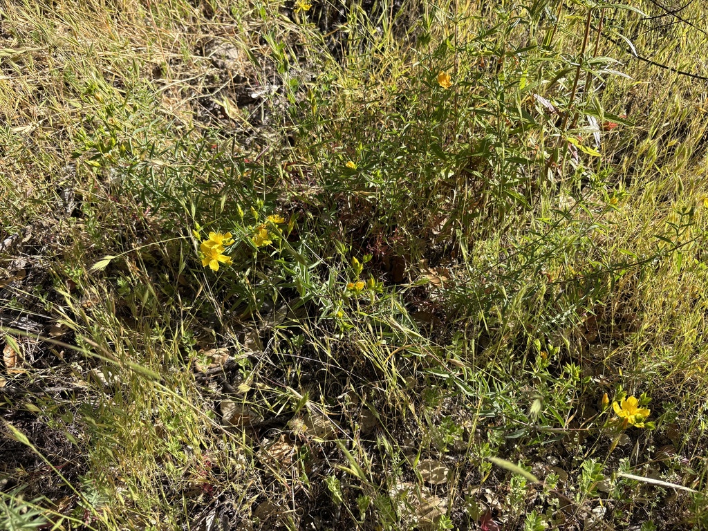 Hypericum concinnum; photograph author not stated, no rights reserved
