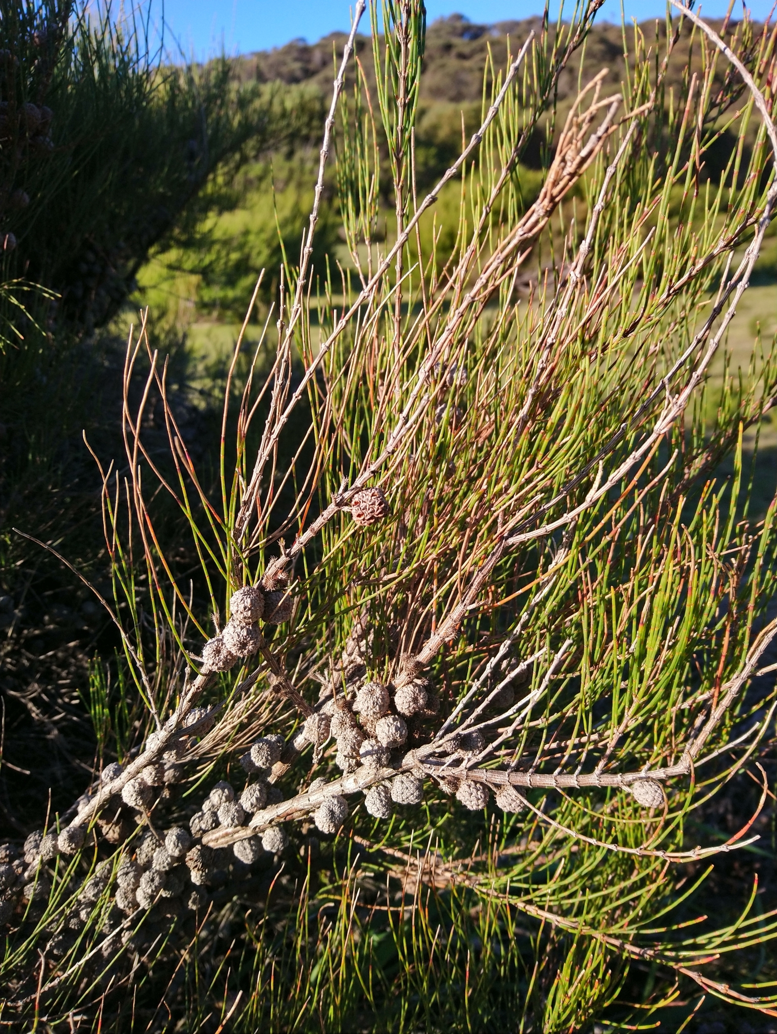 Allocasuarina paludosa