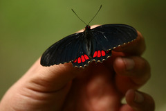 Parides erithalion