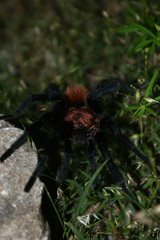 Bonnetina papalutlensis