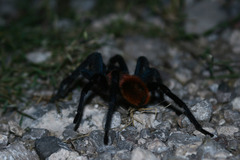 Bonnetina papalutlensis