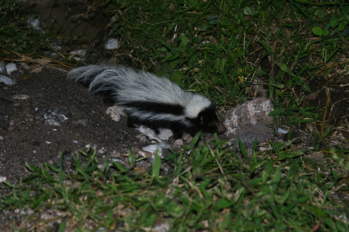 Hooded Skunk