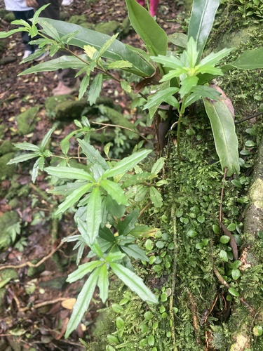 Lysionotus pauciflorus, photograph 5
