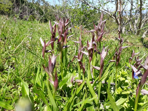 Serapias strictiflora image