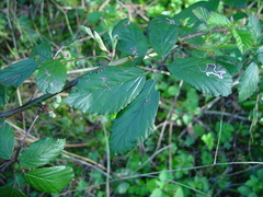 Rubus lindleianus