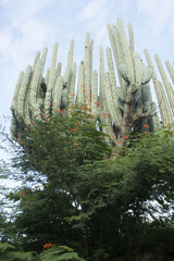 Pachycereus weberi