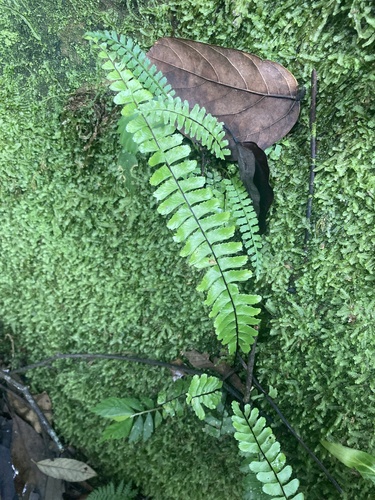 Asplenium normale, photograph 3