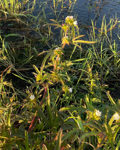Malva-de-espinho (Malachra fasciata)